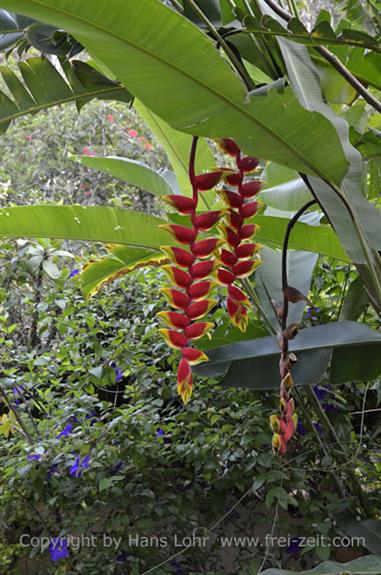 Thekkady, Abrahams Spice Garden,_DSC7203_H600